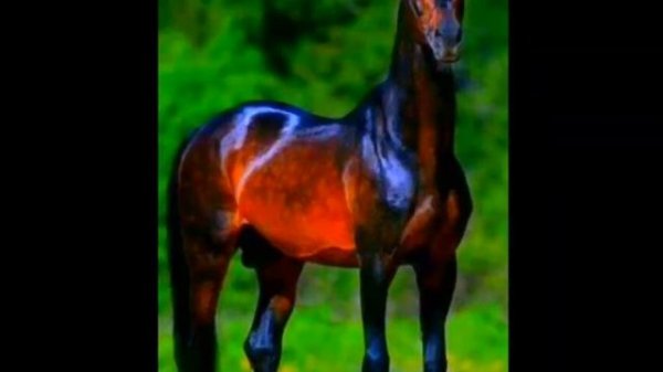 Лучшие Цыганские Песни и Лошади  2021(Gipsy Stayel) Best Gypsy Songs (Best Horses)