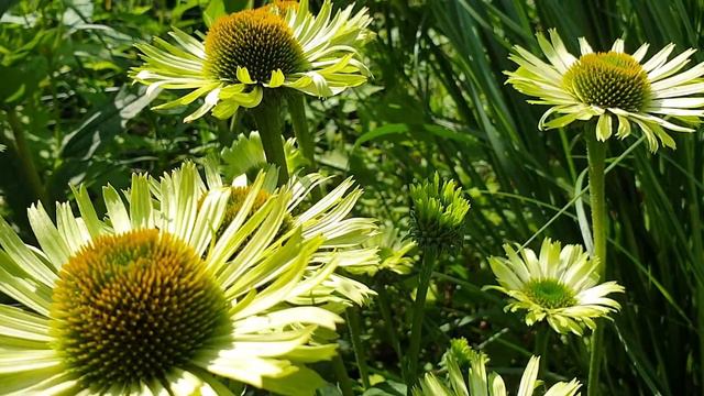 Echinacea Purpurea 'Green Jewel'