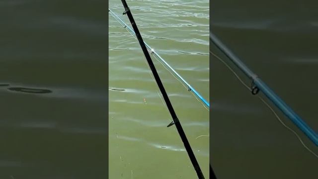 не реальный клёв на карася #рыбалка на карася на озере #рыба #рыбалка #карась смотреть онлайн