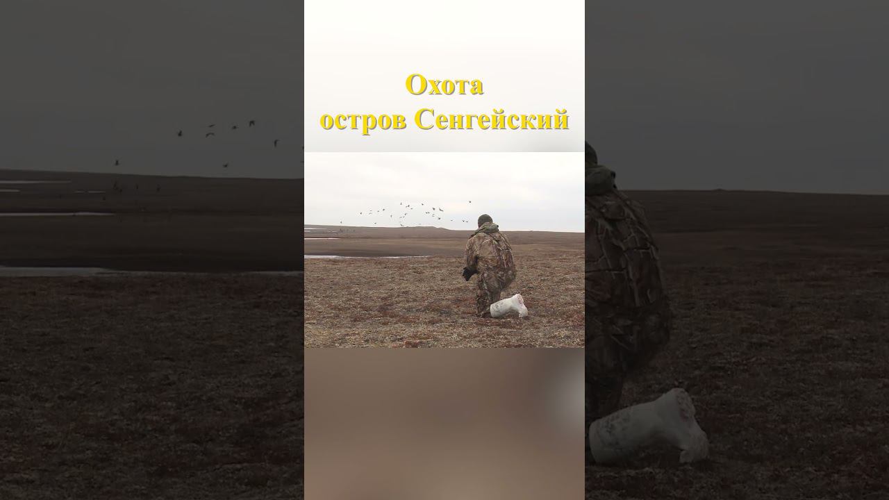 Охота на острове Сенгейский 19 #охотавроссии #охотанагуся смотреть онлайн