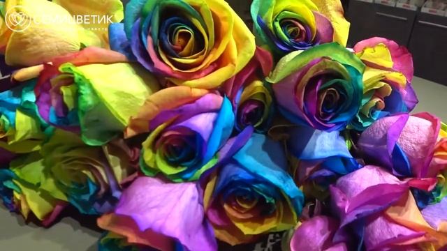 Радужные розы смотреть онлайн