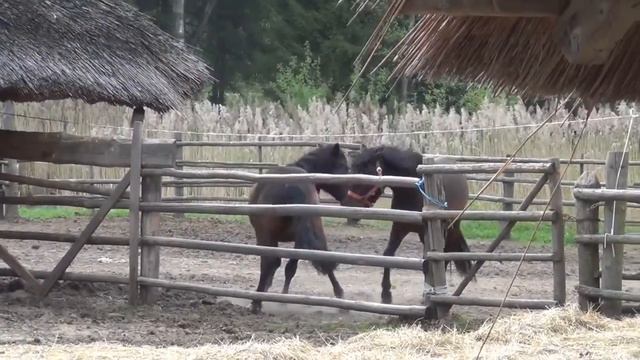 Музей народного быта Литвы . Румшишкес. смотреть онлайн