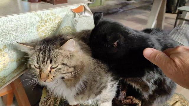 30Садовые скамейки под навес. декабря 2022 г.