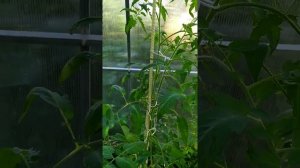 Обзор томата красное масляное сердце 01.08.2020