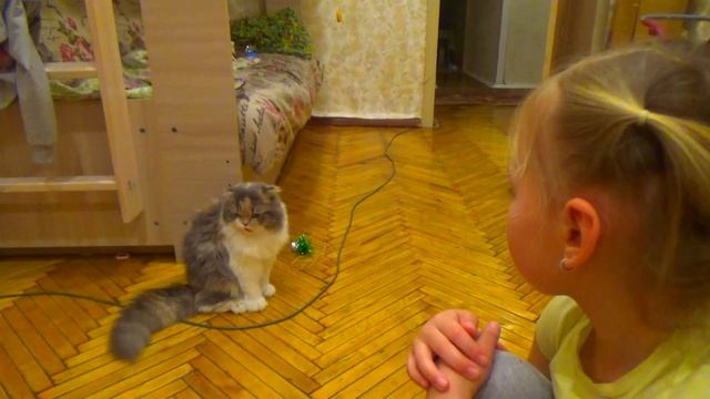 212. Какие проблемы могут возникнуть у Хайленд-фолд (Шотландская длинношерстная вислоухая)?! смотреть онлайн