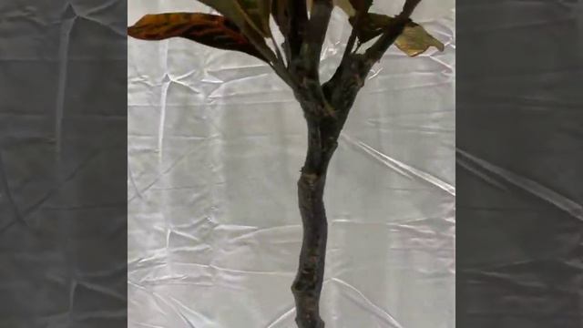 Кротон искусственный | Интерьерное дерево, комеатные рамтения | 100% иситация живого смотреть онлайн