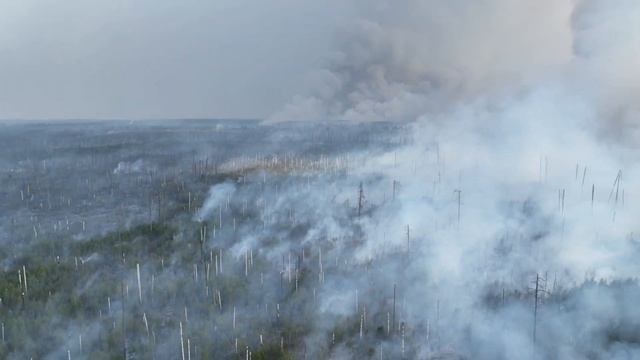 Лесные пожары. Окский заповедник, Рязанская область. 4 сентября 2022. Видео Михаила Афонина