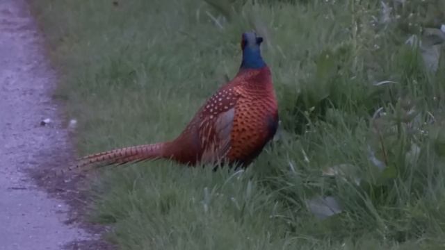 Pheasant Evening Call / Fazant Avondroep (Phasianus Colchicus) смотреть онлайн