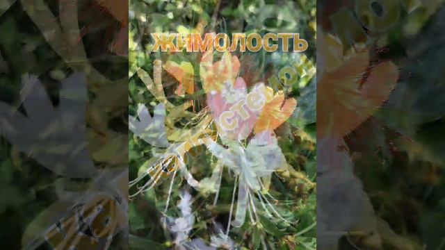 ЦВЕТЫ ТУРЦИИ В ОКТЯБРЕ 2022. смотреть онлайн