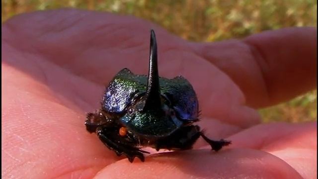 Insect - Beetle: Rainbow Scarab Beetle смотреть онлайн