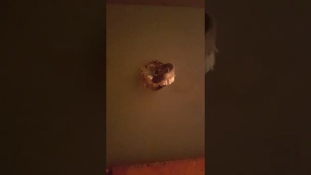 Отверстие под точечный светильник в гипсокартоне. В домашних условиях. Тем, что есть под руками смотреть онлайн