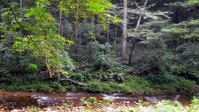 Щебет малиновки. Отдых на природе. смотреть онлайн