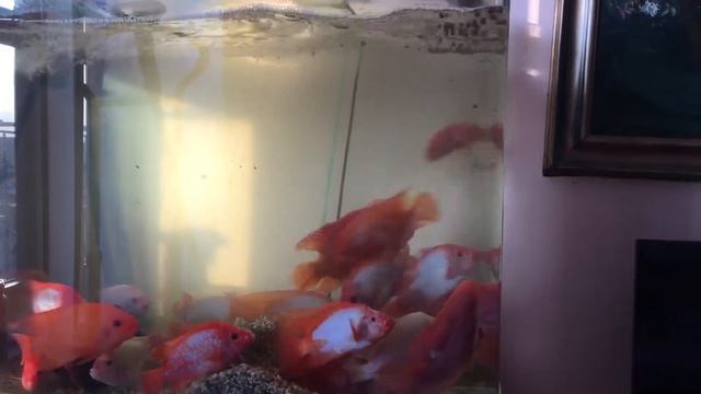 Kрасный дьявол рыба, цихлиды смотреть онлайн