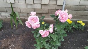 Роза Французское платье ,Корона