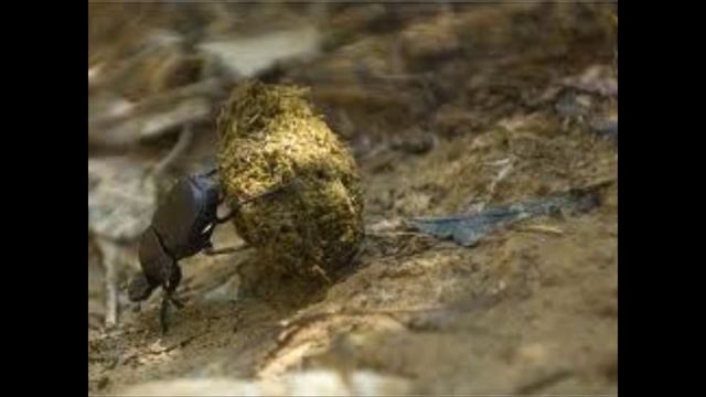 Sieć Burdeli Po Wsiach- Syzyfowe Prace Żuka Gnojnika смотреть онлайн