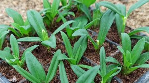 Турецкая гвоздика: перевалка и черенкование. Подарочные наборы.