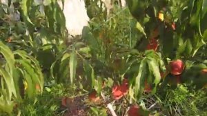 Персик Т-5 Топ Свит КАНАДА, (Top Sweet) Первое плодоношение