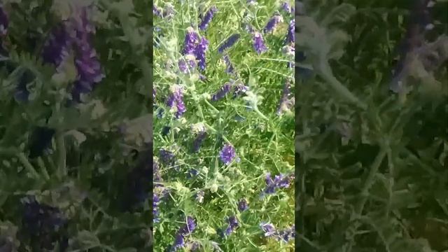 мышиный горошек медонос смотреть онлайн