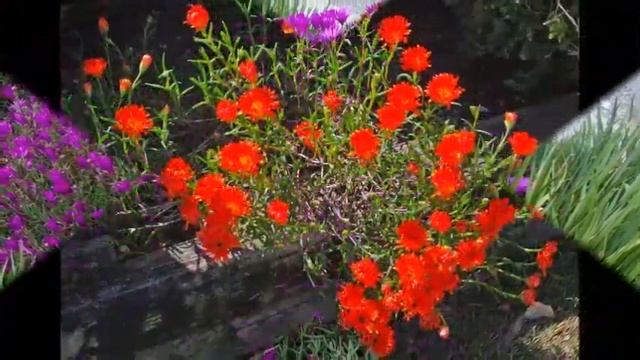 Least Favorite Plant Lampranthus смотреть онлайн