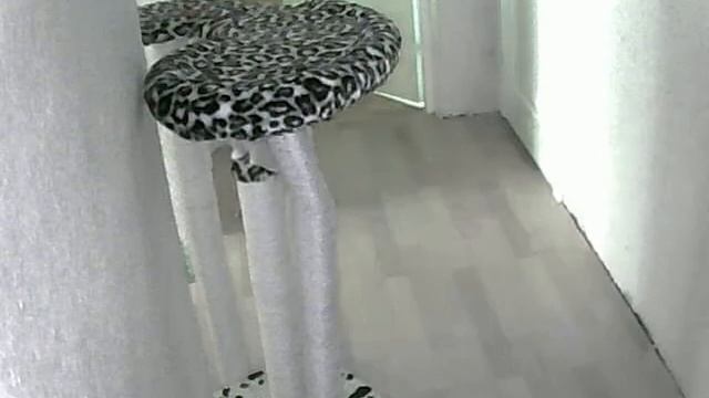 Ночные котики смотреть онлайн