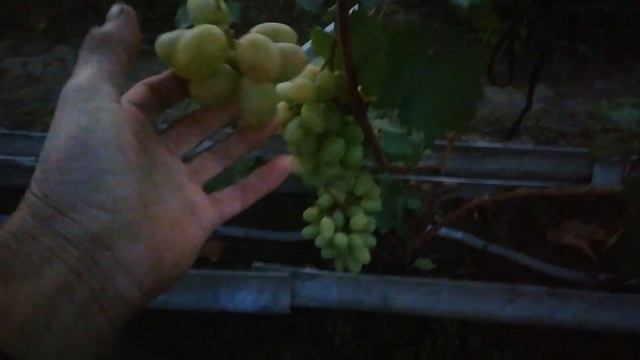 Супер сорт винограда для выращивания в Белоруссии. смотреть онлайн