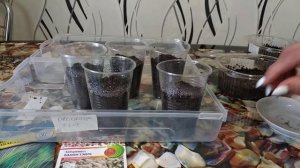 КАК ВЫРАСТИТЬ ДЕКОРАТИВНЫЕ ЗЛАКИ ИЗ СЕМЯН.