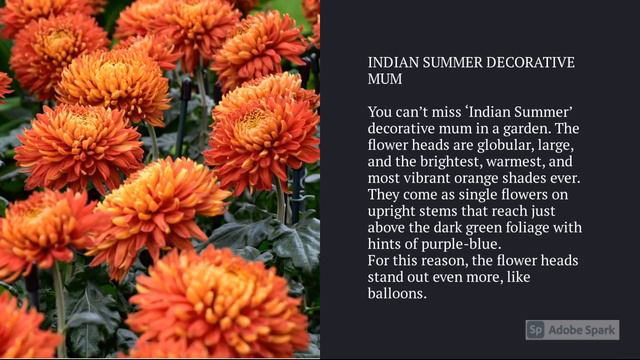 Chrysanthemum Varieties A to Z смотреть онлайн