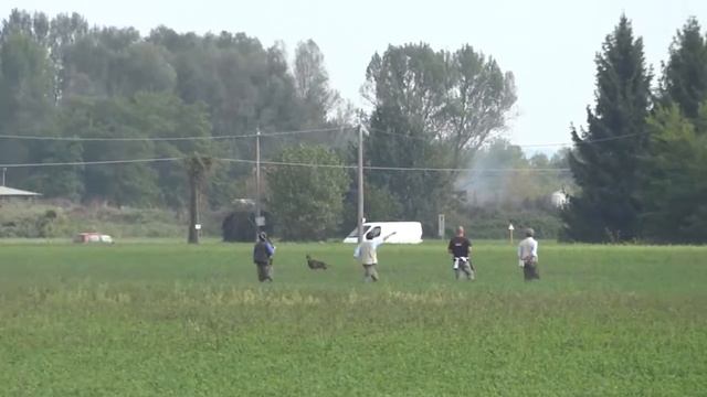Итальянские курцхаары смотреть онлайн