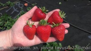 МАДЖЕСТИК ремонтантный сорт клубники