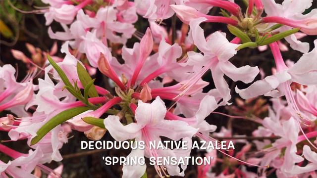 'Spring Sensation' Native Azalea - FUN FLOWERS смотреть онлайн