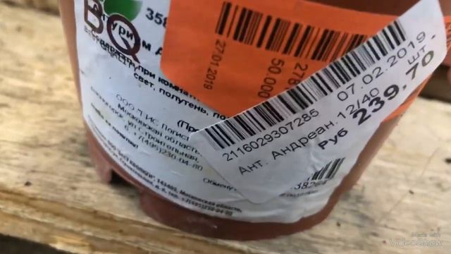 Уценённые Орхидеи и другие цветы в Оби. смотреть онлайн