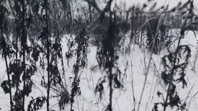 VID 20221221 101837 Мечтаю (Витезслав Незвал)...Павел Васильев Лахтинский смотреть онлайн
