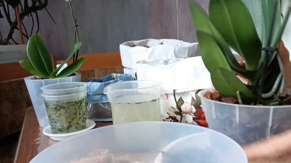 пересадка орхидеи в моховый фитиль