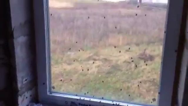Пластиковые окна. Дохнут мухи. смотреть онлайн