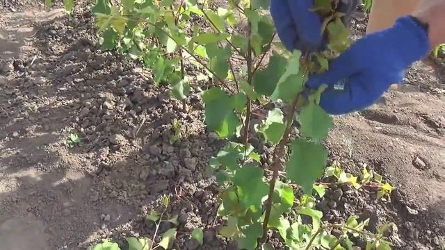 Продолжаем уход за саженцами. смотреть онлайн