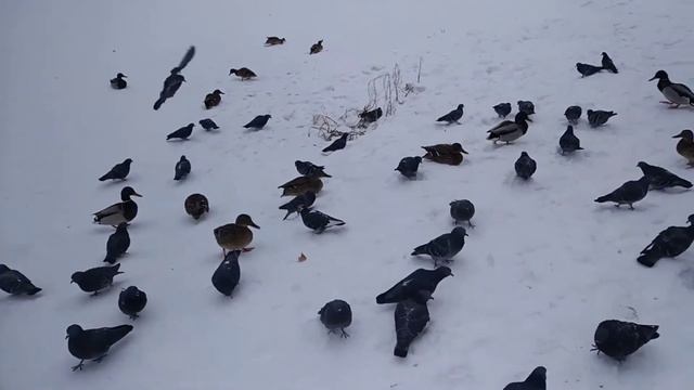Преданность и предательство смотреть онлайн