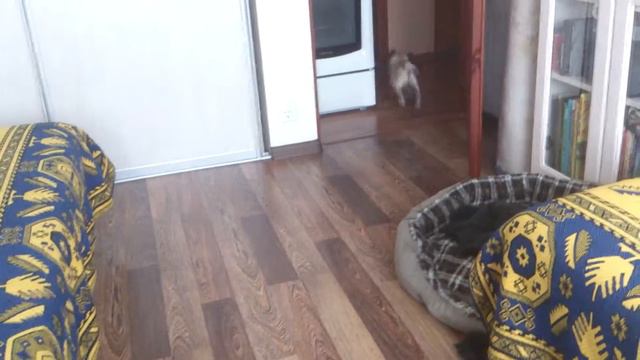 Мопс играется смотреть онлайн