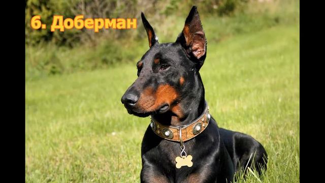 топ 10 самых опасных собак смотреть онлайн