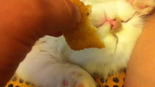 Cat has always Munchies !! смотреть онлайн