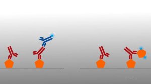 Что такое антигены?