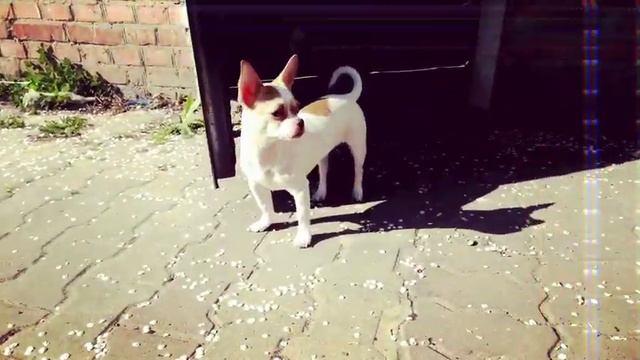 Чихуахуа прогулка смотреть онлайн