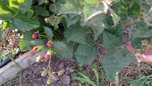 Ежевика чёрная магия (Black magic) обильное плодоношение смотреть онлайн