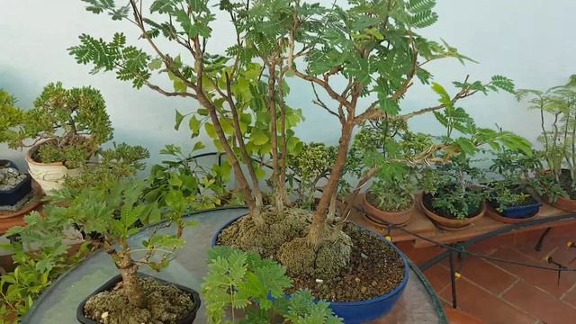 Bonsais acacias, Leucaena leucocephala смотреть онлайн