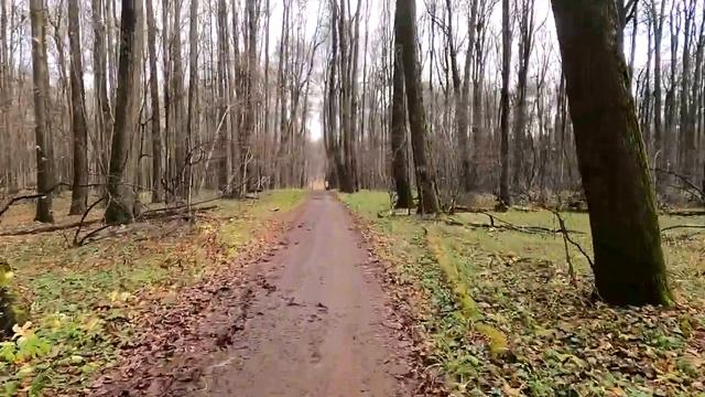 Зеленое кольцо Москвы на день народного единства смотреть онлайн