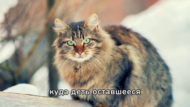 Женская проблема.Ну, раз протерла коридор, то чего мелочиться? Надо и оставшиеся комнаты захватить. смотреть онлайн