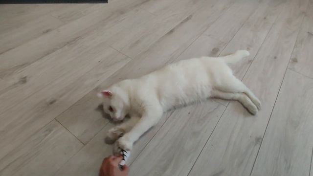 Белый кот, в добрые руки. Москва