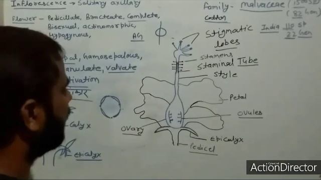 family malvaceae | plant description | | floral diagram | | floral formula | #malvaceaefamily смотреть онлайн