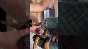 Мотаем ушки доберману