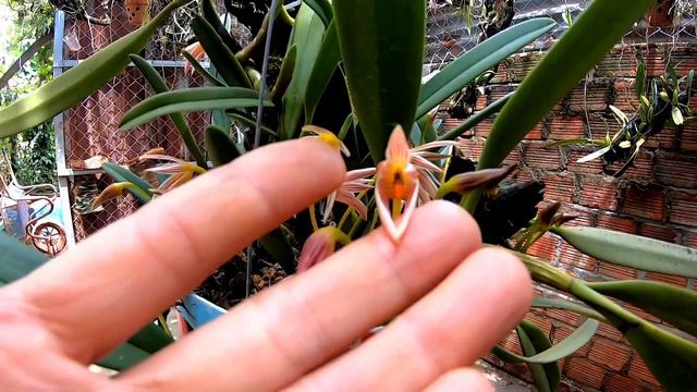 Cattleya rừng nở hoa / Cattleya forest blooms смотреть онлайн