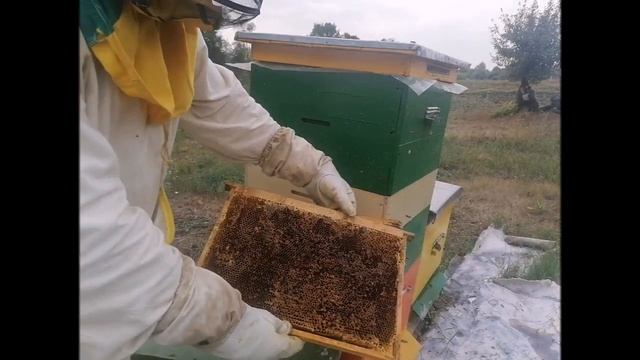 Восковая моль зверствует. Как уберечь необсушенные рамки от огневки. смотреть онлайн